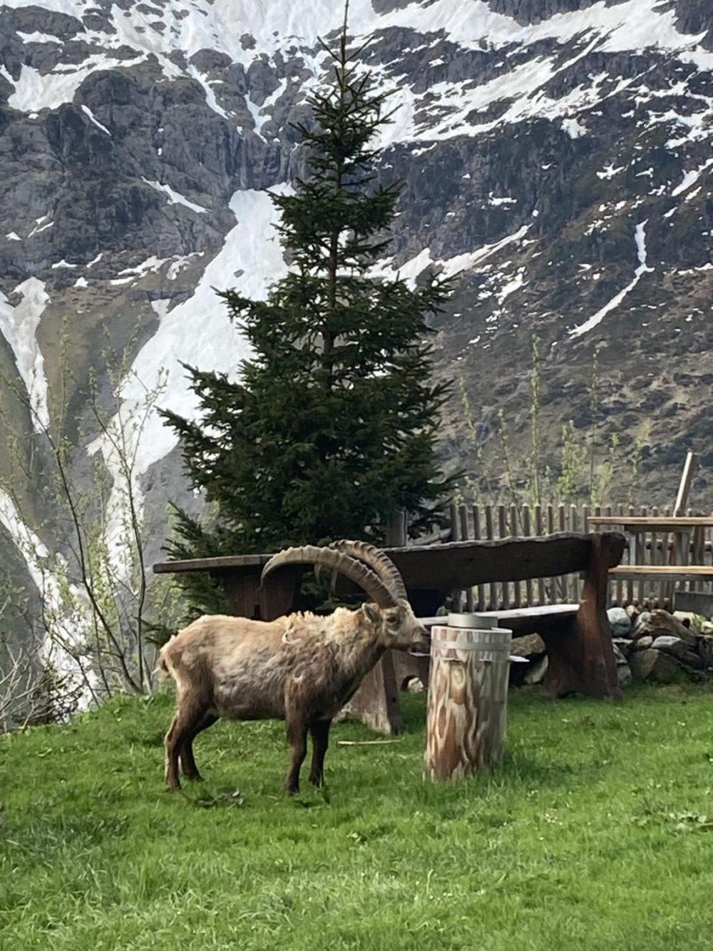 Hotel Berggasthaus Tschingelhorn Stechelberg Exterior foto